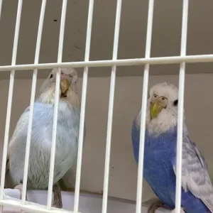 baby budgies, assorted colours, bred over 50 years - Image 6