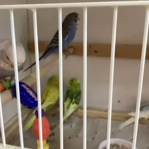 baby budgies, assorted colours, bred over 50 years - Image 8