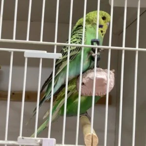 baby budgies, assorted colours, bred over 50 years