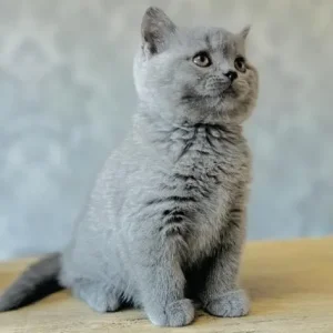 blue british shorthair - Image 2