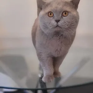 blue british shorthair - Image 3