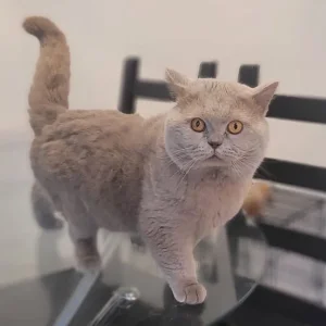 blue british shorthair - Image 4