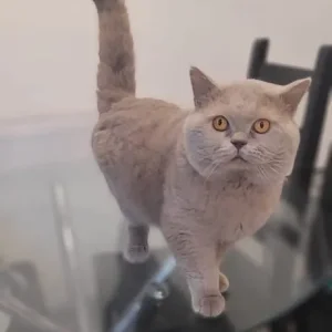blue british shorthair - Image 5