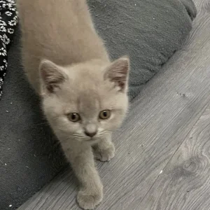 blue british shorthair - Image 6