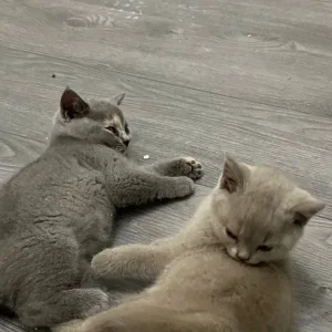 blue british shorthair - Image 7