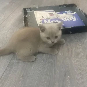 blue british shorthair - Image 8