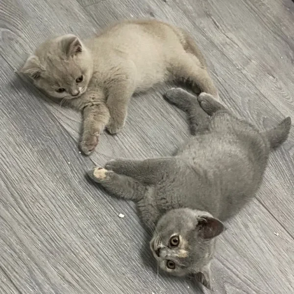 blue british shorthair
