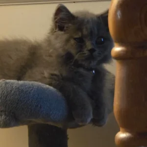 Blue Burmese long-haired kitten - Image 2