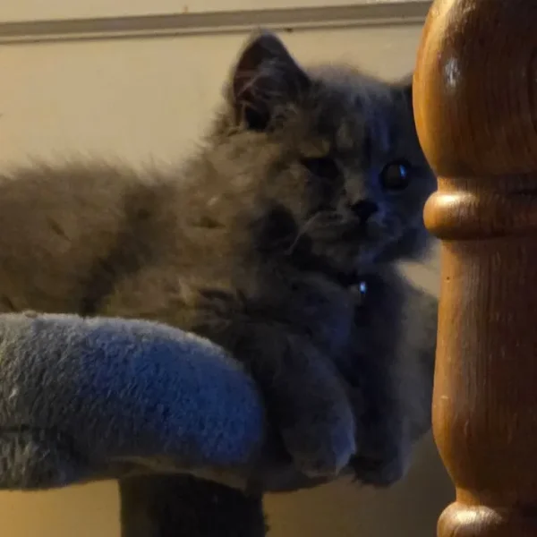 Blue Burmese long-haired kitten