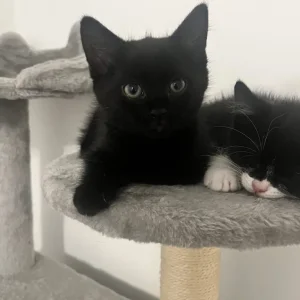 British Shorthair kittens