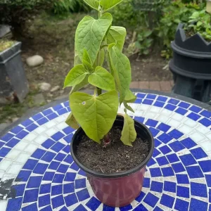 Mirabilis jalapa (Evening flower)