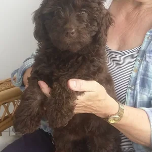 Miniature Labradoodle puppies - Image 2