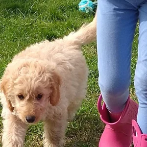 Miniature Labradoodle puppies - Image 3