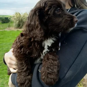 Miniature Labradoodle puppies - Image 4