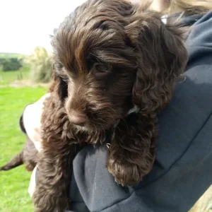 Miniature Labradoodle puppies - Image 5