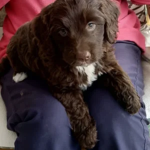 Miniature Labradoodle puppies - Image 6
