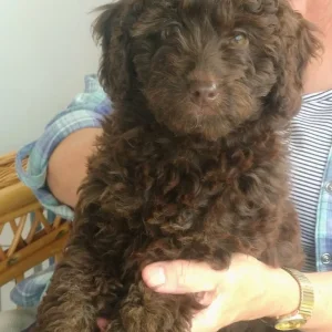 Miniature Labradoodle puppies - Image 7