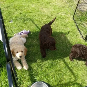 Miniature Labradoodle puppies - Image 8