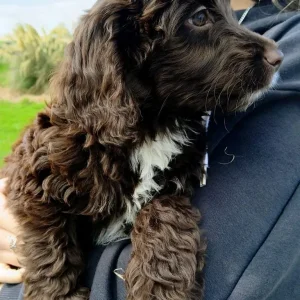 Miniature Labradoodle puppies