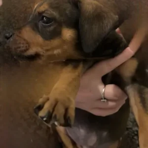 Staffy cross Rottweiler puppies - Image 2