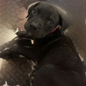 Staffy cross Rottweiler puppies - Image 3