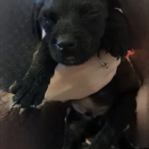 Staffy cross Rottweiler puppies - Image 5