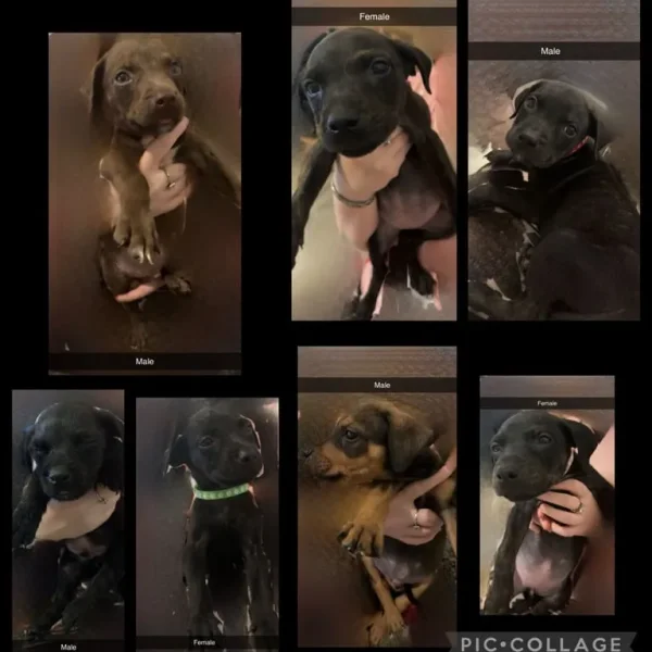Staffy cross Rottweiler puppies