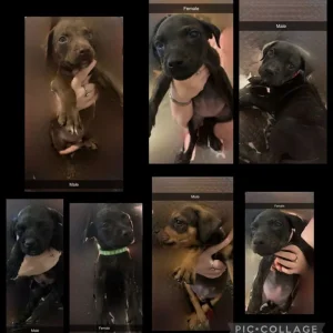 Staffy cross Rottweiler puppies