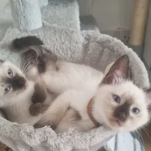 Ragamese siamese ragdoll kittens microchipped vaccinated - Image 2
