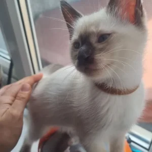 Ragamese siamese ragdoll kittens microchipped vaccinated - Image 3