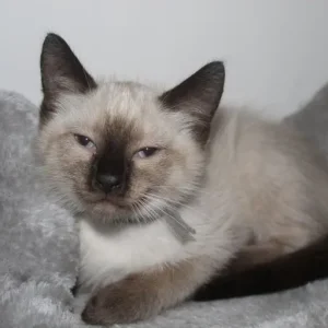 Ragamese siamese ragdoll kittens microchipped vaccinated - Image 4