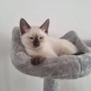 Ragamese siamese ragdoll kittens microchipped vaccinated - Image 5