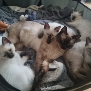 Ragamese siamese ragdoll kittens microchipped vaccinated - Image 6