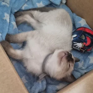 Ragamese siamese ragdoll kittens microchipped vaccinated - Image 7