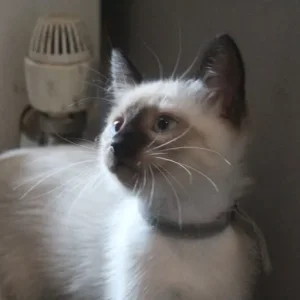 Ragamese siamese ragdoll kittens microchipped vaccinated - Image 8