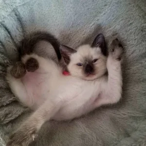 Ragamese siamese ragdoll kittens microchipped vaccinated