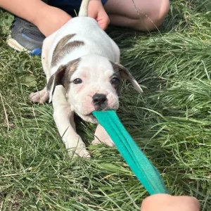 American Bulldog Puppies - Image 2