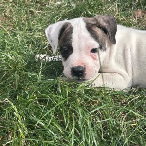 American Bulldog Puppies - Image 3