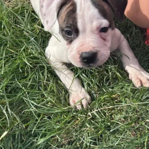 American Bulldog Puppies - Image 4