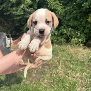 American Bulldog Puppies - Image 5