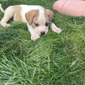 American Bulldog Puppies - Image 6