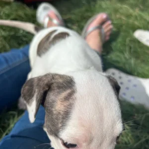 American Bulldog Puppies - Image 7