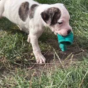American Bulldog Puppies - Image 8