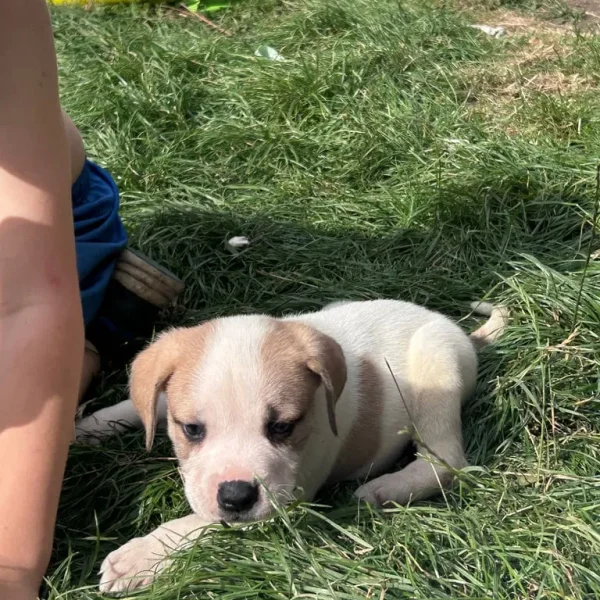 American Bulldog Puppies