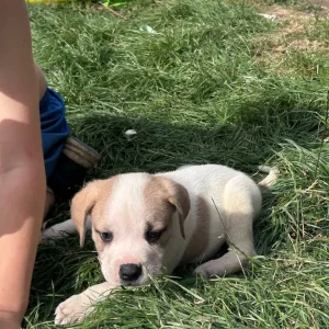 American Bulldog Puppies