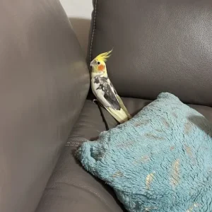 Cute little cockatiel - Image 2