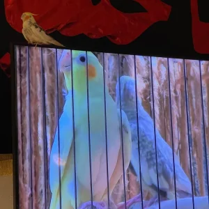 Cute little cockatiel - Image 3