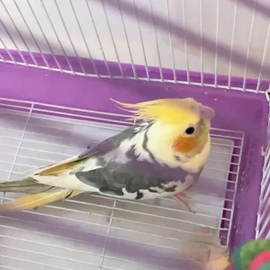 Cute little cockatiel - Image 4
