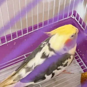 Cute little cockatiel - Image 5