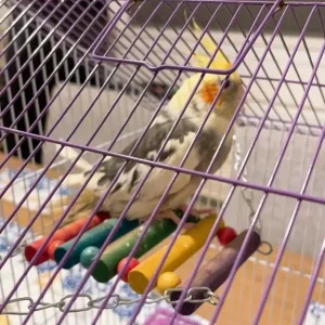 Cute little cockatiel - Image 6